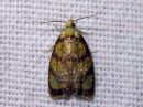 Acleris_bergmanniana_ruusutalvikaariainen_IMG_1253.jpg