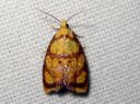 Acleris_bergmanniana_ruusutalvikaariainen_IMG_1817.JPG