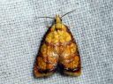 Acleris_bergmanniana_ruusutalvikaariainen_IMG_6397.JPG