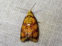 Acleris_bergmanniana_ruusutalvikaariainen_IMG_6970.JPG