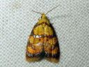 Acleris_bergmanniana_ruusutalvikaariainen_IMG_7174.JPG