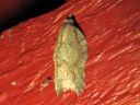 Acleris_effractana_lovitalvikaariainen_IMG_3810.JPG