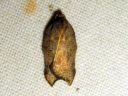 Acleris_effractana_lovitalvikaariainen_IMG_3811.JPG