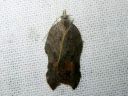 Acleris_emargana_koverotalvikaariainen_IMG_0465.JPG