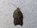 Acleris_emargana_koverotalvikaariainen_IMG_2054.jpg