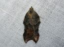 Acleris_emargana_koverotalvikaariainen_IMG_3601.jpg