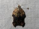 Acleris_emargana_koverotalvikaariainen_IMG_3873.jpg