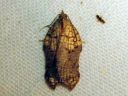 Acleris_emargana_koverotalvikaariainen_IMG_6657.JPG