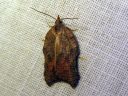 Acleris_emargana_koverotalvikaariainen_IMG_6759.JPG