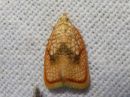 Acleris_forsskaleana_vaahteratalvikaariainen_IMG_0442.jpg