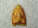 Acleris_forsskaleana_vaahteratalvikaariainen_IMG_2858.jpg