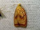 Acleris_forsskaleana_vaahteratalvikaariainen_IMG_3524.jpg