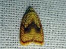 Acleris_forsskaleana_vaahteratalvikaariainen_IMG_3808.jpg