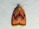 Acleris_forsskaleana_vaahteratalvikaariainen_IMG_6431.JPG