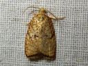 Acleris_forsskaleana_vaahteratalvikaariainen_IMG_6939.JPG