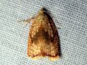 Acleris_forsskaleana_vaahteratalvikaariainen_IMG_7834.JPG