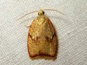 Acleris_forsskaleana_vaahteratalvikaariainen_IMG_8391.JPG