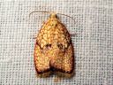 Acleris_forsskaleana_vaahteratalvikaariainen_IMG_9867.JPG