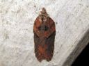 Acleris_hastiana_kirjotalvikaariainen_IMG_0316.JPG