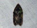 Acleris_hastiana_kirjotalvikaariainen_IMG_0415.jpg