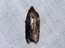 Acleris_hastiana_kirjotalvikaariainen_IMG_0432.jpg