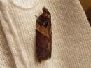 Acleris_hastiana_kirjotalvikaariainen_IMG_0516.jpg