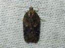 Acleris_hastiana_kirjotalvikaariainen_IMG_0711.jpg