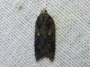 Acleris_hastiana_kirjotalvikaariainen_IMG_0747.jpg