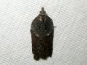 Acleris_hastiana_kirjotalvikaariainen_IMG_1202.JPG