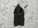 Acleris_hastiana_kirjotalvikaariainen_IMG_4006.jpg