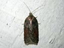 Acleris_hastiana_kirjotalvikaariainen_IMG_4213.JPG