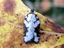 Acleris_hastiana_kirjotalvikaariainen_IMG_6013.JPG