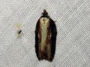 Acleris_hastiana_kirjotalvikaariainen_IMG_6406.jpg