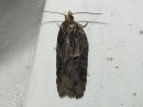 Acleris_hastiana_kirjotalvikaariainen_IMG_6576.jpg