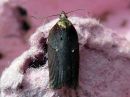 Acleris_hastiana_kirjotalvikaariainen_IMG_8203.jpg