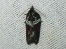 Acleris_hastiana_kirjotalvikaariainen_IMG_8814.jpg