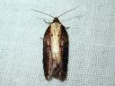 Acleris_hastiana_kirjotalvikaariainen_IMG_9153.JPG