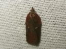 Acleris_hastiana_kirjotalvikaariainen_IMG_9513.jpg