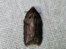 Acleris_hastiana_kirjotalvikaariainen_IMG_9829.jpg