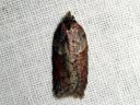 Acleris_hastiana_kirjotalvikaariainen_IMG_9859.JPG