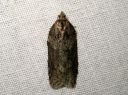 Acleris_hastiana_kirjotalvikaariainen_IMG_9907.JPG