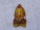 Acleris_holmiana_tarhatalvikaariainen_IMG_0566.jpg