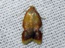 Acleris_holmiana_tarhatalvikaariainen_IMG_2172.jpg