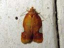 Acleris_holmiana_tarhatalvikaariainen_IMG_3542.JPG