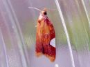 Acleris_holmiana_tarhatalvikaariainen_IMG_4640.jpg