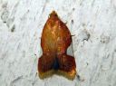 Acleris_holmiana_tarhatalvikaariainen_IMG_7065.JPG