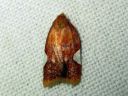 Acleris_holmiana_tarhatalvikaariainen_IMG_7438.JPG