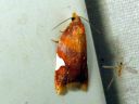 Acleris_holmiana_tarhatalvikaariainen_IMG_8955.JPG