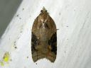 Acleris_laterana_laikkutalvikaariainen_IMG_0561.JPG