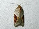 Acleris_laterana_laikkutalvikaariainen_IMG_2247.JPG